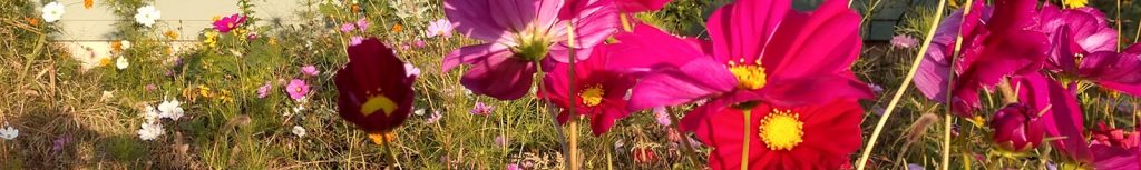 Wildflowers around the Emerald Temple Healing Center